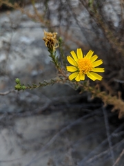 Deinandra minthornii