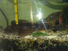 Cottus poecilopus