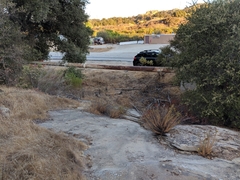 Deinandra minthornii