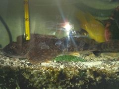 Cottus poecilopus