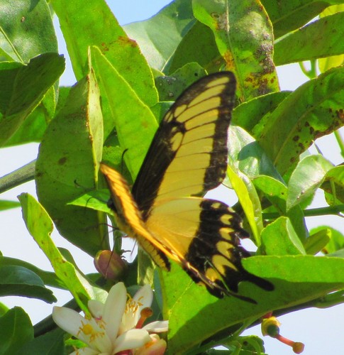 Astyalus Swallowtail photo 4