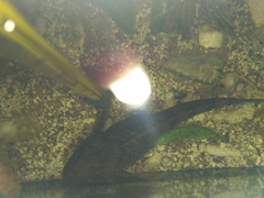 Cottus poecilopus