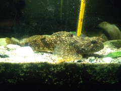 Cottus poecilopus