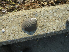 Reginaia ebenus
