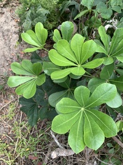 Cussonia thyrsiflora