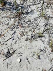 Helichrysum cochleariforme