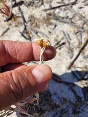 Helichrysum cochleariforme