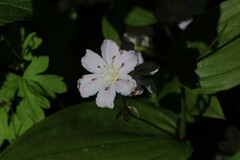 Tripladenia cunninghamii