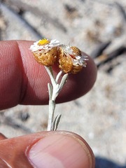 Helichrysum cochleariforme