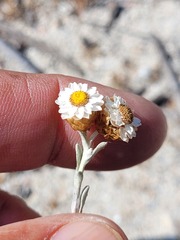 Helichrysum cochleariforme