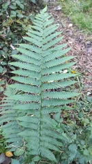 Dryopteris filix-mas