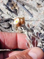 Helichrysum cochleariforme