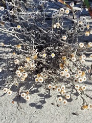 Helichrysum cochleariforme