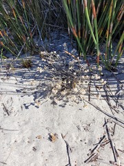 Helichrysum cochleariforme