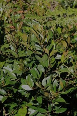 Cryptocarya triplinervis