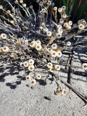 Helichrysum cochleariforme