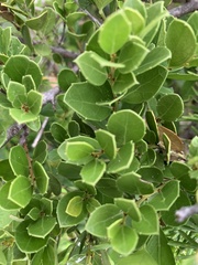 Maytenus procumbens