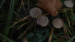 Fungi