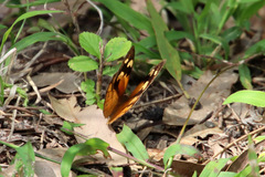 Heteronympha merope