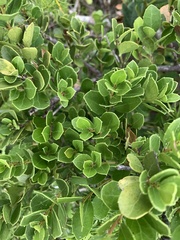 Maytenus procumbens
