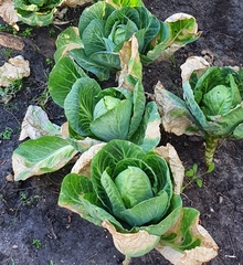 Brassica oleracea capitata