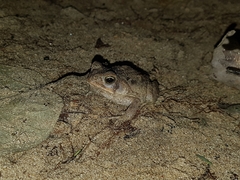 Rhinella humboldti
