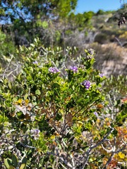 Psoralea bracteolata