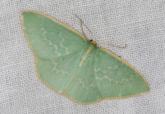 Chlorocoma melocrossa