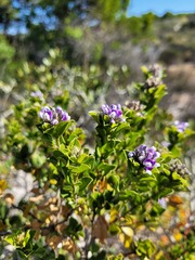 Psoralea bracteolata