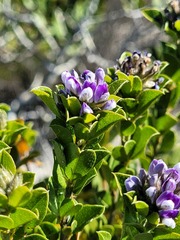 Psoralea bracteolata