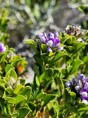 Psoralea bracteolata