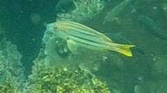 Lutjanus carponotatus
