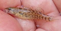 Etheostoma caeruleum