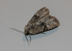 Oligia modica