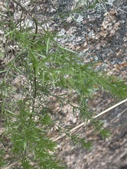 Asparagus densiflorus