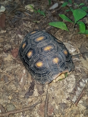 Chelonoidis carbonarius