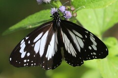 Danaus affinis affinis