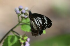 Danaus affinis affinis