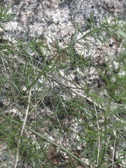 Asparagus densiflorus