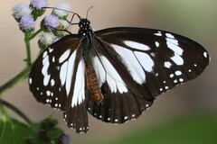 Danaus affinis affinis