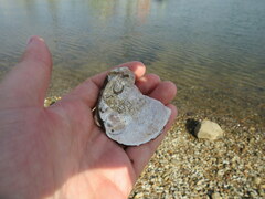 Cyclonaias tuberculata