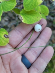 Symphoricarpos mollis