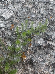 Asparagus densiflorus