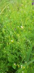 Tagetes filifolia