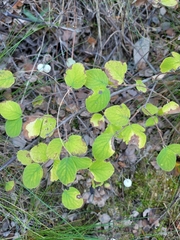 Symphoricarpos mollis