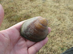 Reginaia ebenus