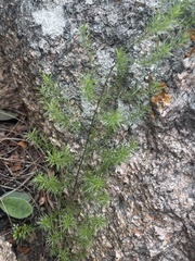 Asparagus densiflorus