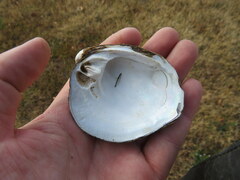 Reginaia ebenus