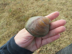 Reginaia ebenus
