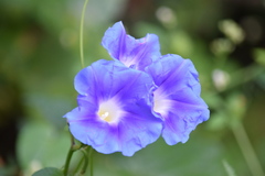 Ipomoea parasitica